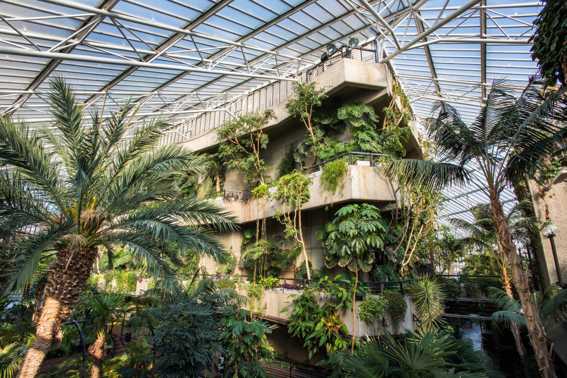 Interior view of the Barbican Conservatory, featuring lush greenery, towering palm trees, and cascading plants against a backdrop of brutalist architecture. The space is illuminated by natural light streaming through the glass ceiling, creating a vibrant indoor oasis.