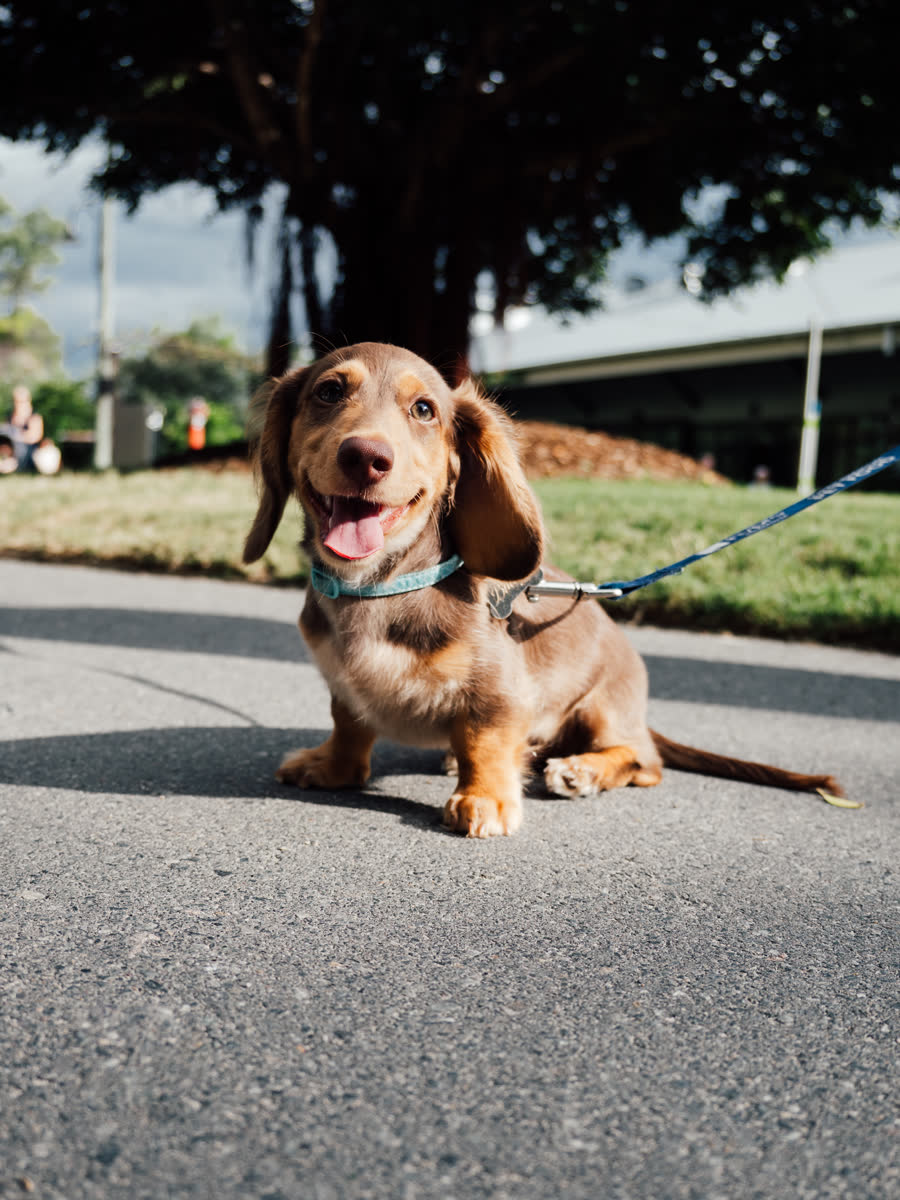 Buddy, the Bespoke Brisbane office dog