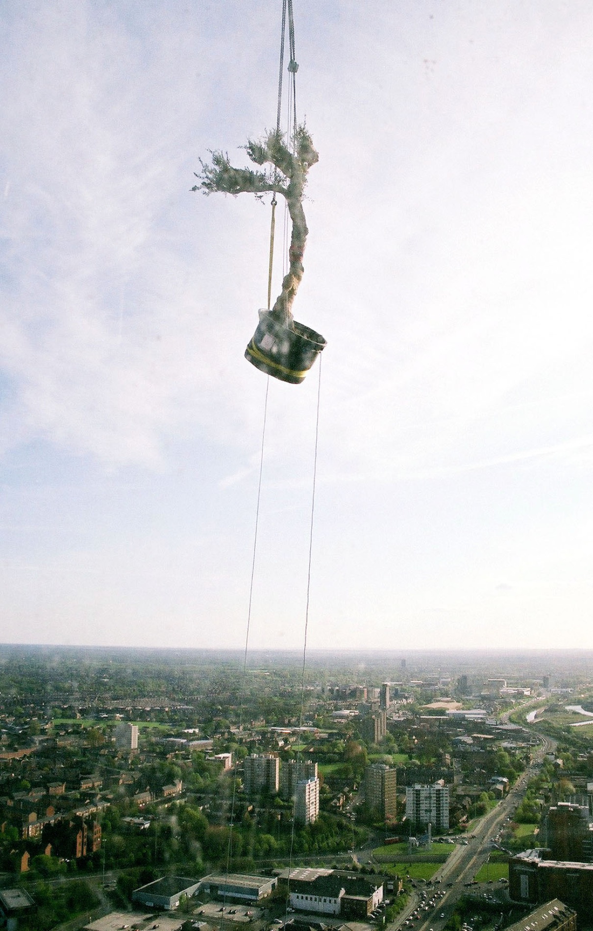 An olive tree on the tower crane above Manchester